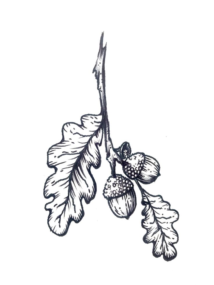 an ink drawing of leaves and acorns on a tree branch, with one leaf still attached