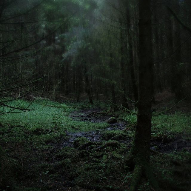 a dark forest filled with lots of trees and green mossy ground covered in light