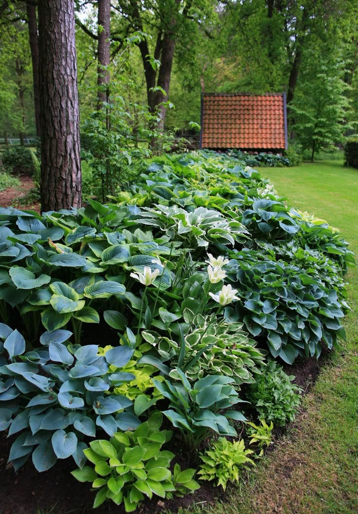 there are many different types of plants in the garden, including hosters and shrubs