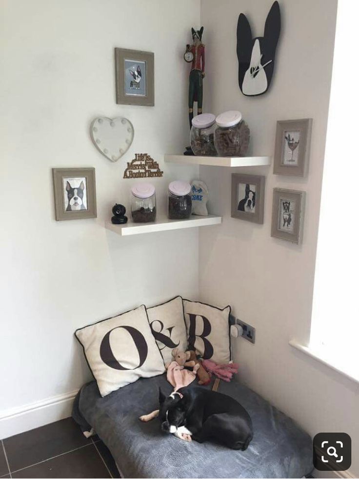 a dog laying on top of a couch in a room