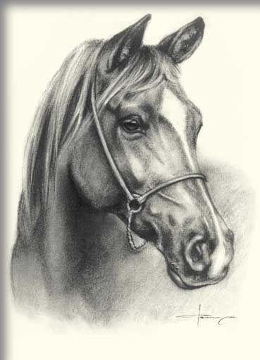 a pencil drawing of a horse's head and bridle, looking straight ahead