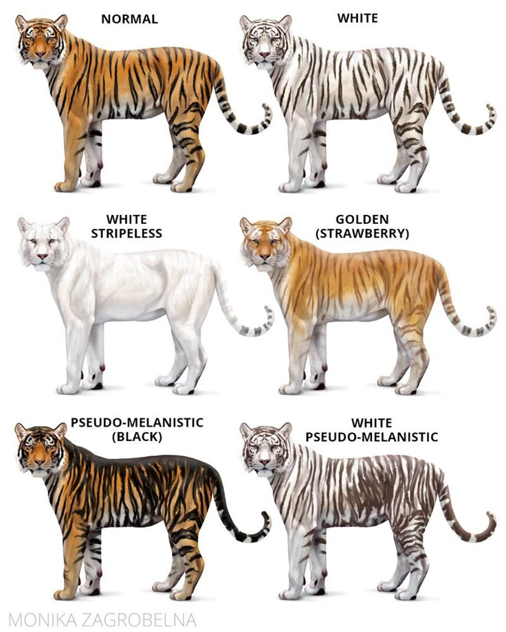 the different types of tigers are shown in this image, including white tiger, golden and black