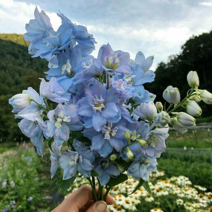 blue flowers are in a glass vase on a table