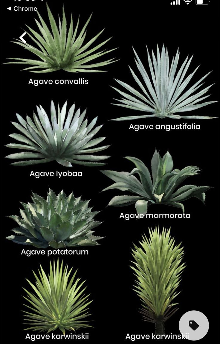 an image of different types of plants on a black background with the words agaves mezcaleroos de oxaca