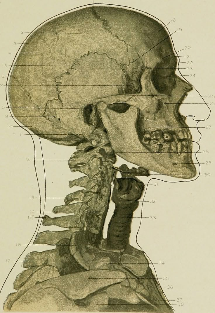 an image of a diagram of the human head and neck with bones labeled in it