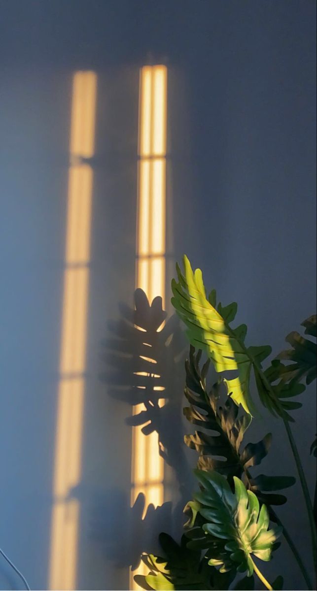 the sun is shining through two windows in a room with plants and potted plants