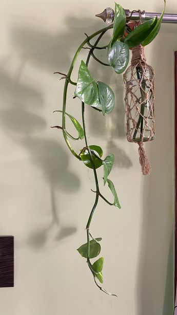 a plant hanging from the side of a wall