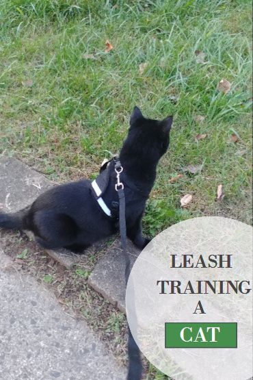 a black cat sitting on top of a sidewalk next to a grass covered field with the caption leash training a cat