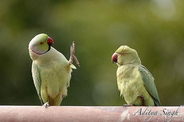 two green and white birds perched on top of each other