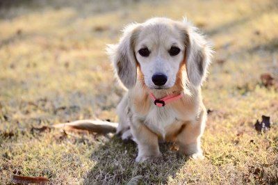 a dog sitting in the grass looking at the camera