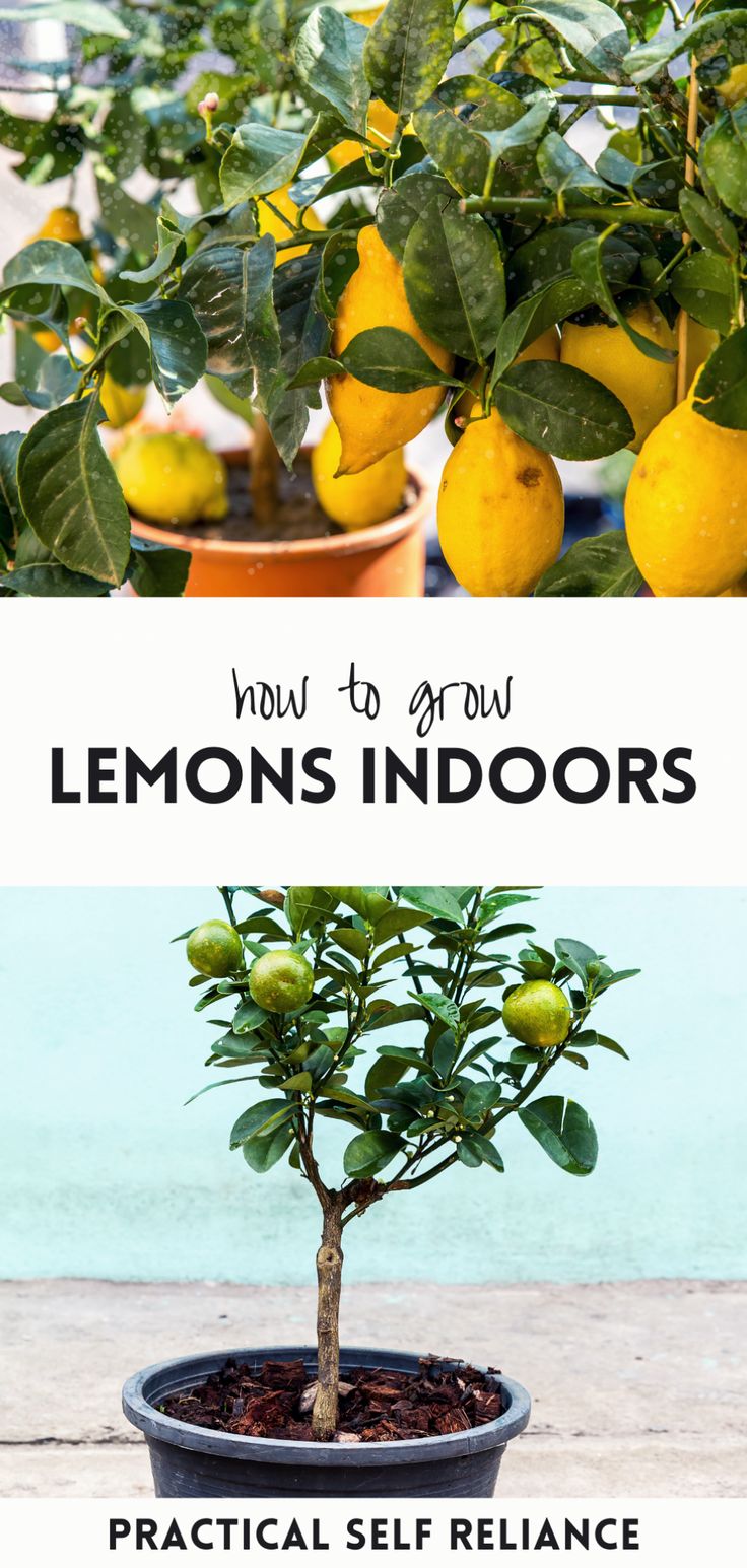 a lemon tree in a pot with the words how to grow lemons indoors practical self reliance