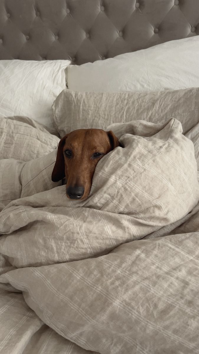 a brown dog laying on top of a bed under a blanket