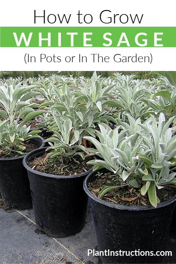 how to grow white sage in pots or in the garden with text overlay that reads, how to grow white sage in pots or in the garden