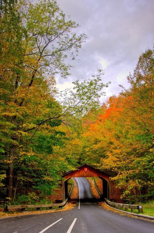 a road with a bridge in the middle surrounded by trees and fall foliage on both sides