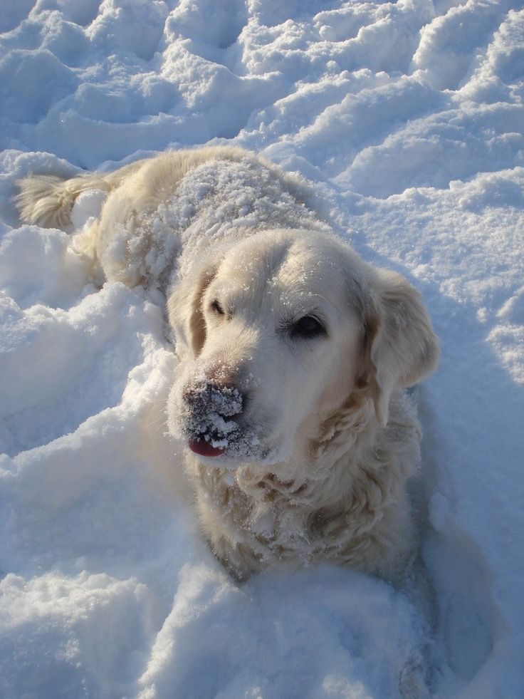 a white dog laying in the snow with it's nose covered by some snow