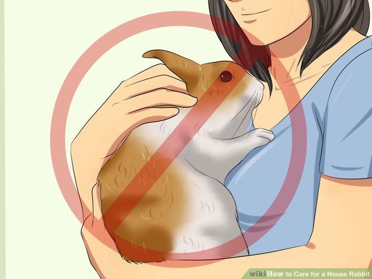 a woman holding a small dog in her arms with a red circle around it that says, how to care for a house rabbit