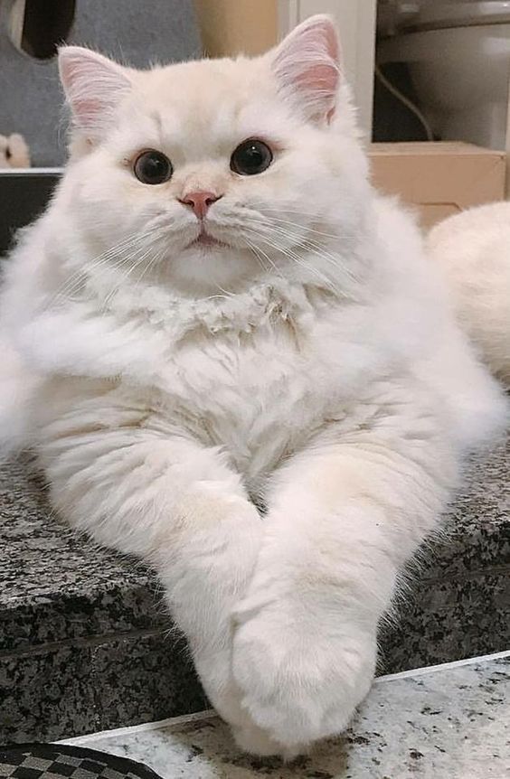 a white cat sitting on top of a counter