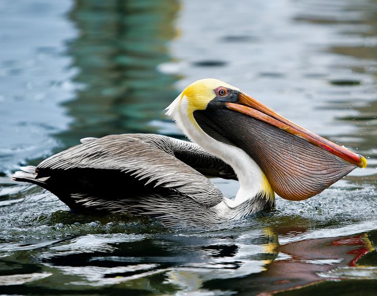 a pelican floating in the water with its mouth open