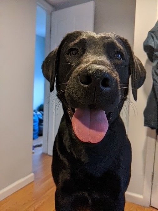 a large black dog sitting on top of a hard wood floor next to a door