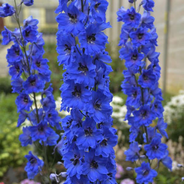 blue flowers are growing in the garden