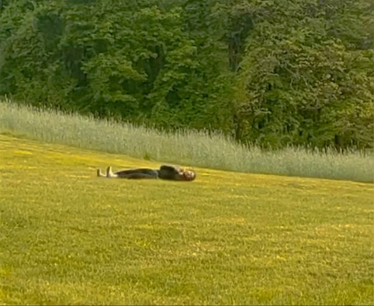 a person laying on the ground in a grassy field with trees behind them and bushes to the side