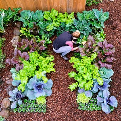 a garden with lots of green and purple plants in the center, including lettuce