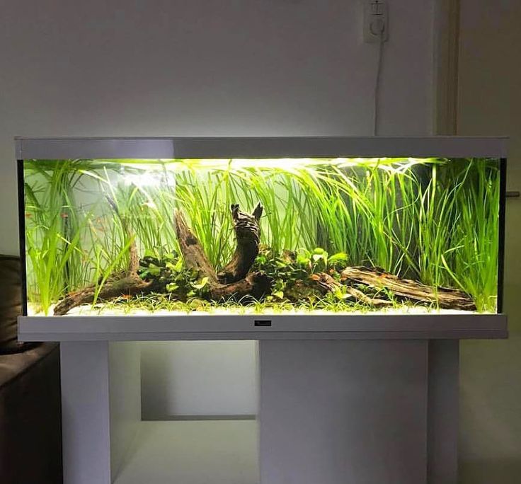 an aquarium is shown in the corner of a room with green plants and grass on it