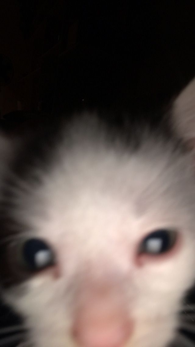 Kitten, cute, wallpaper, aesthetic, funny, flash foto Snapchat Wallpaper Chat, Baby Kitty, Aesthetic Funny, Kitten Wallpaper, Kitten Cute, Cute Wallpaper, Funny Wallpaper, Kitty Wallpaper, Baby Cats