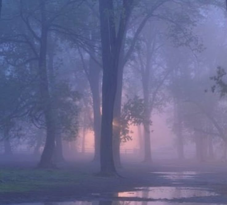 a foggy forest filled with lots of trees next to a puddle in the water