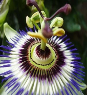 a purple and white flower with green leaves