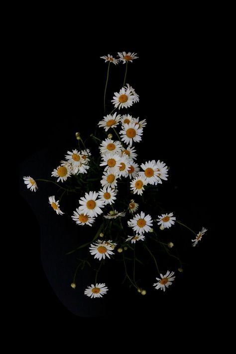 a bunch of daisies are in the dark