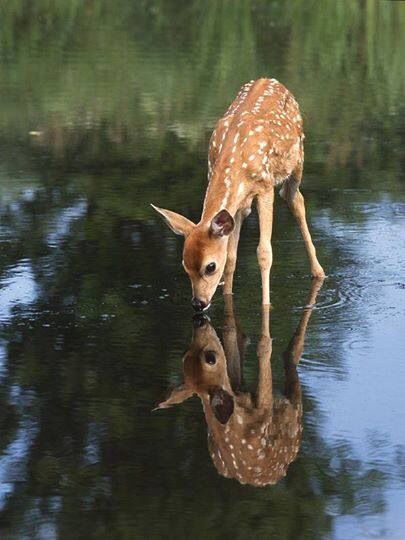 a baby deer drinking water from a pond with its reflection in it's surface