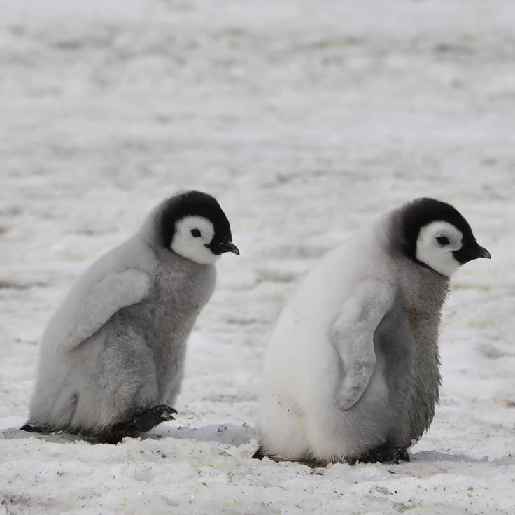 two small penguins standing next to each other in the snow