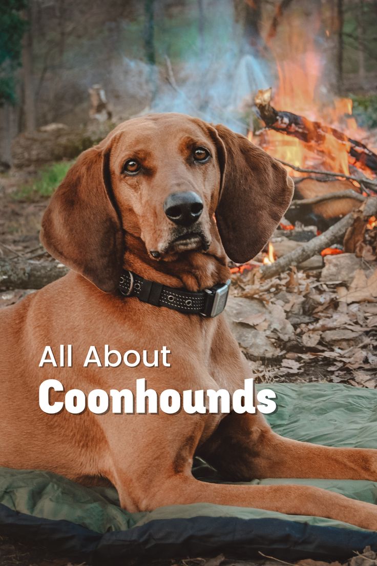 a brown dog sitting on top of a blanket next to a campfire with the words, all about coonhounds