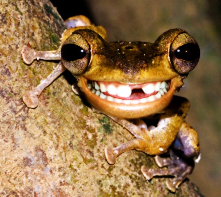 a close up of a frog on a tree