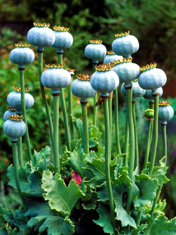 some very pretty blue flowers with green stems