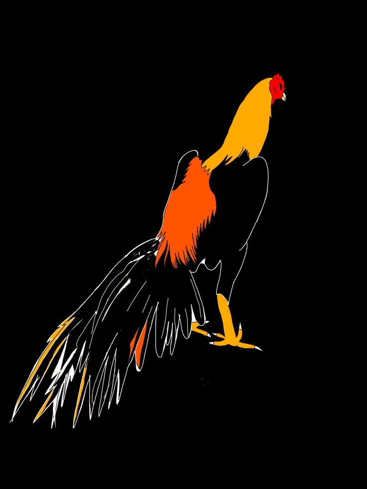 an orange and yellow bird is flying in the dark