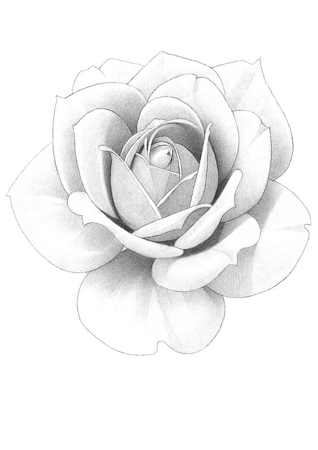 Rose Pencil Drawing, Rose Flower Sketch, Flower Reference, Rose Flower Tattoos, Roses Tattoo, Flower Art Drawing, Floral Tattoo Design, Rose Drawing, Flower Sketches