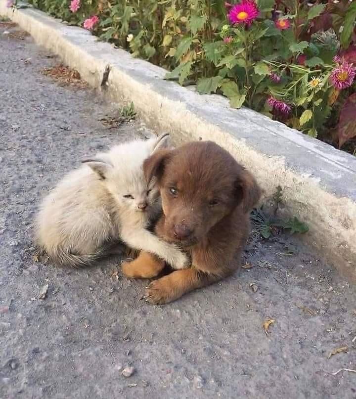 two puppies cuddle together on the ground in front of some plants and flowers