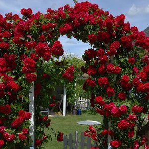 a garden with red roses growing on it's sides and a white picket fence in the background