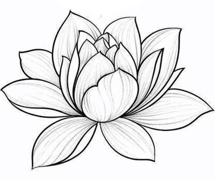 a drawing of a lotus flower