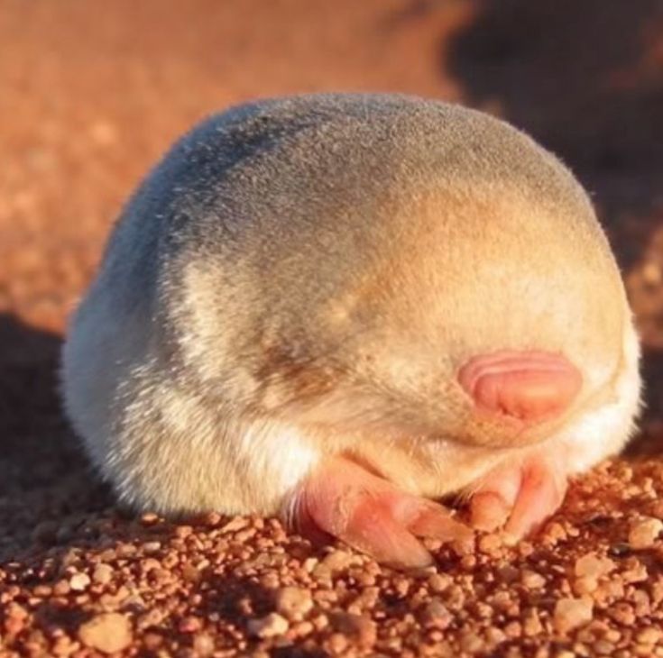 an animal that is laying down in the dirt