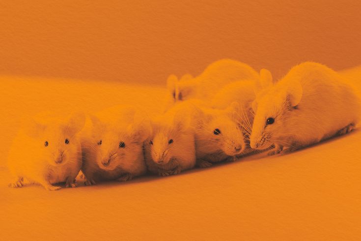 five white mice are lined up in a row