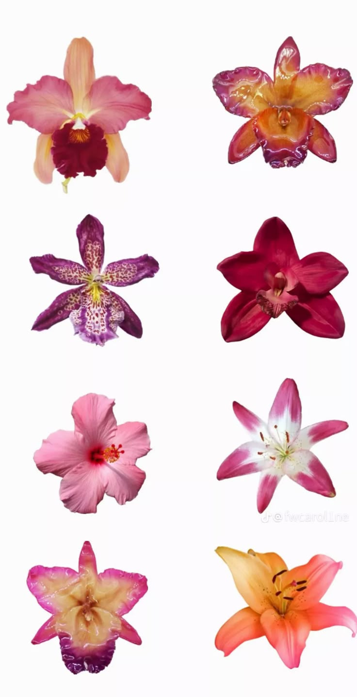 several different types of flowers are shown in this image, including pink and yellow orchids