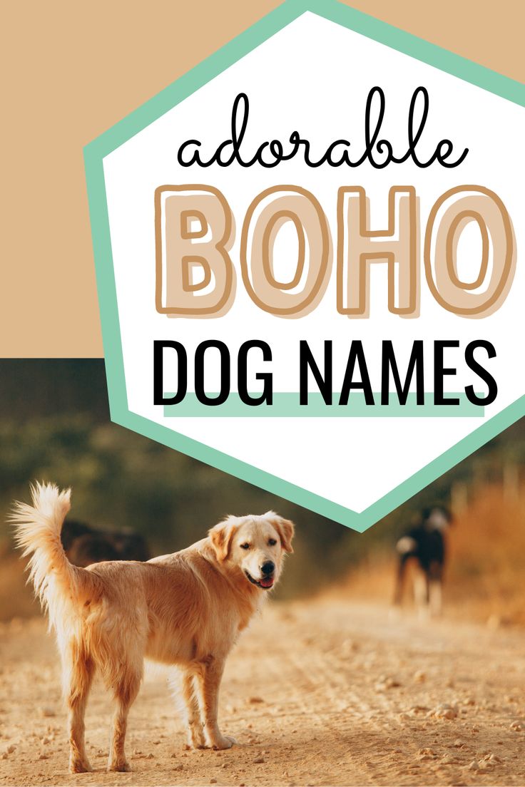 a dog standing in the middle of a dirt road with text overlay reading adorable boho dog names