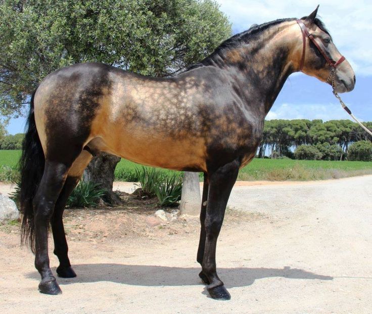 a brown and black horse standing on top of a dirt road next to a tree