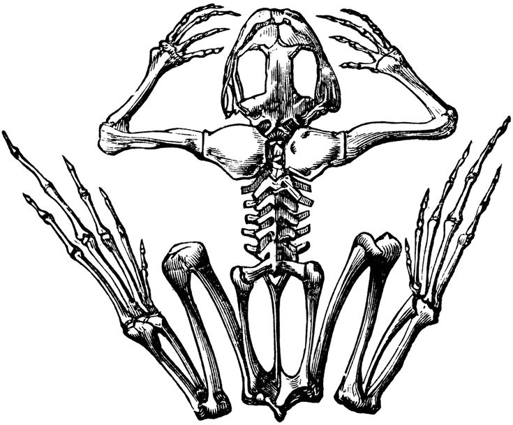 the skeleton and bones of an animal, vintage line drawing or engraving