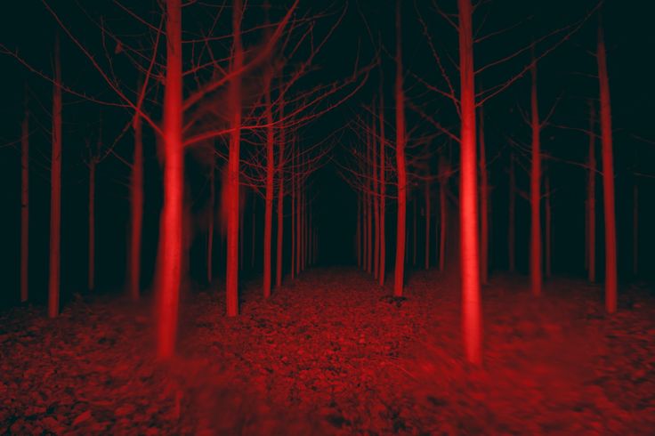 a dark forest filled with lots of red trees in the middle of it's night