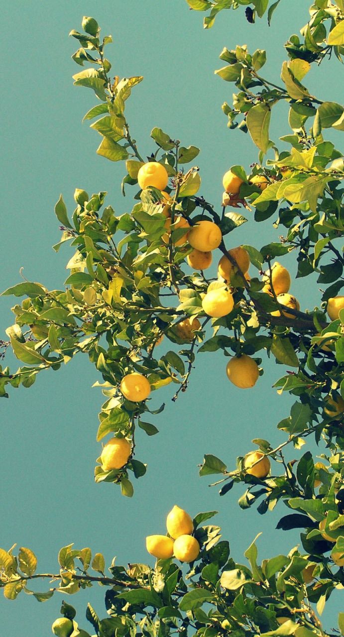 lemon tree with lots of yellow fruit on it's branches and blue sky in the background