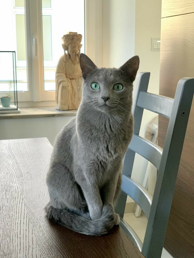 a grey cat sitting on top of a wooden table